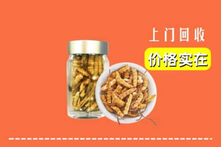 延边图们市回收散虫草