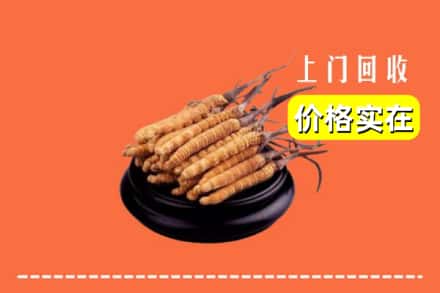 延边图们市回收冬虫夏草